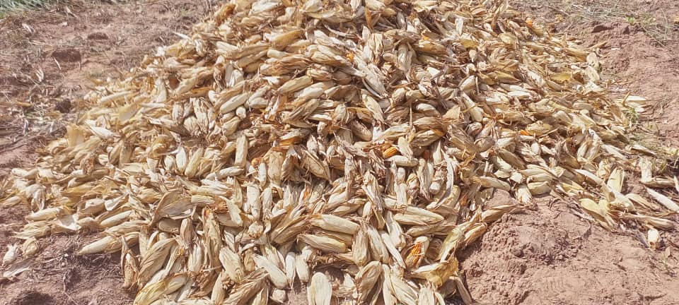 Harvest — dehusked cobs gathered in heap before shelling.